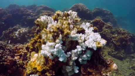 CBCNews's tweet photo. Scientists growing 'super coral' to protect Hawaii's reefs from climate change https://t.co/KiQT5d5se2 https://t.co/dUf07E56t4