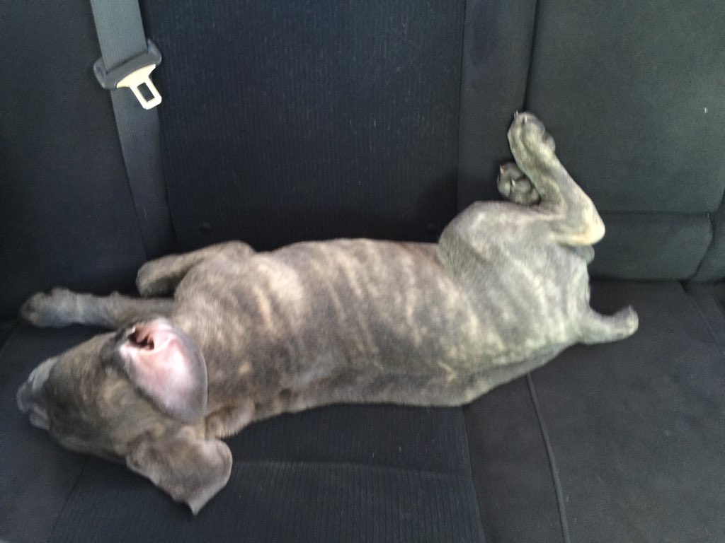 DBCorso's tweet photo. Sleep it off man. It's hard being a puppy https://t.co/c7JVgZ5nlM