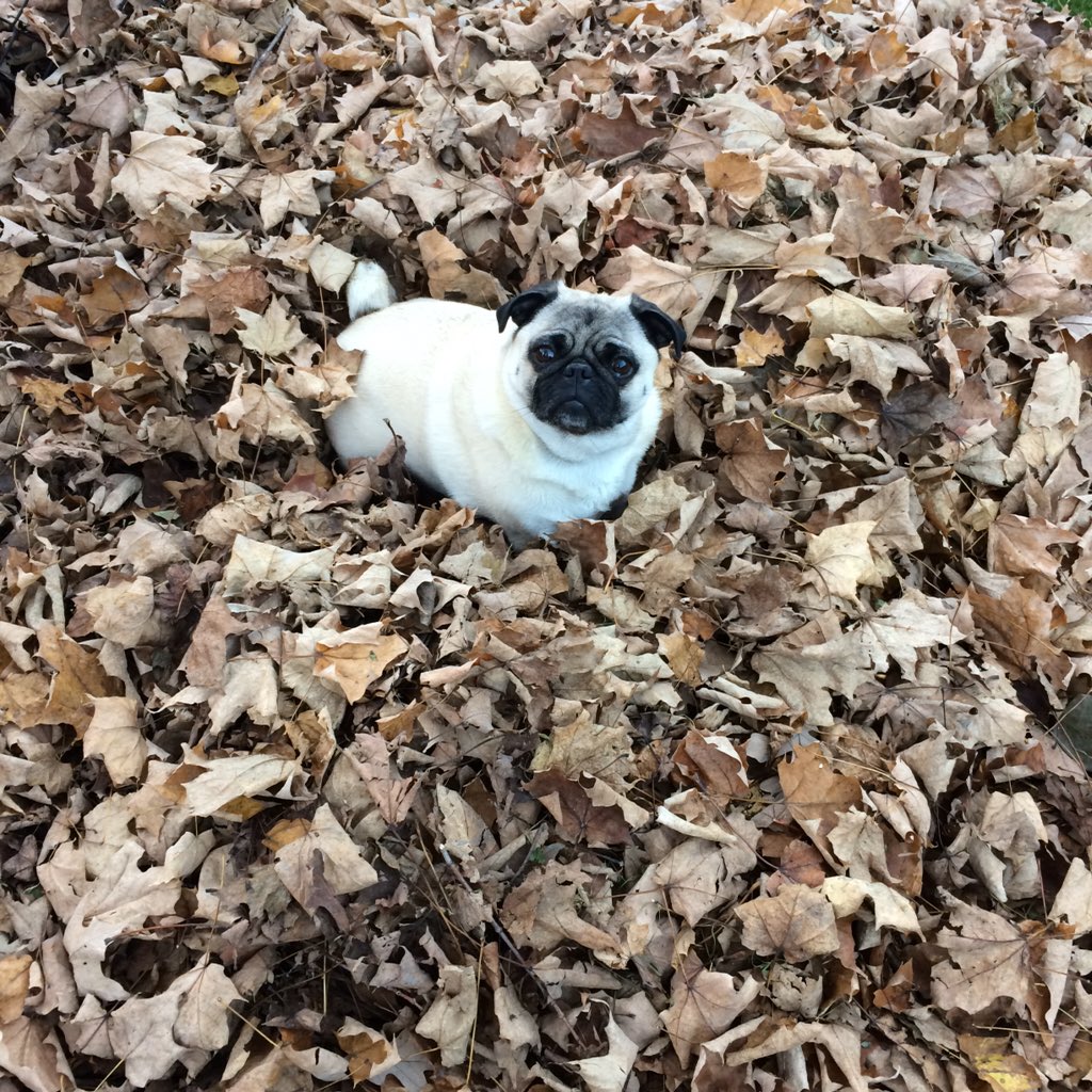 ThePugTales's tweet photo. It's been awhile since I've tweeted! Been so busy jumping in &amp; out of leave piles lately! #PugLife #PugsLoveFall https://t.co/vEp63s0GZm
