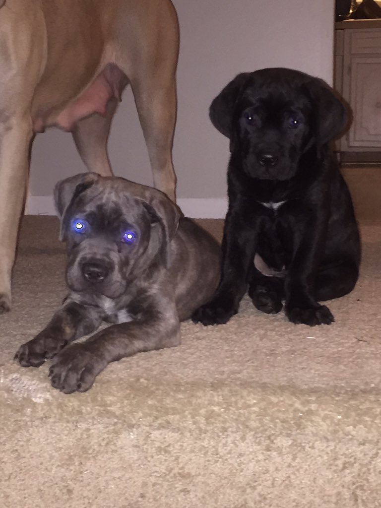 DBCorso's tweet photo. Go to the vet Tuesday. Big dog eats coming soon. https://t.co/nV85XMFPWH