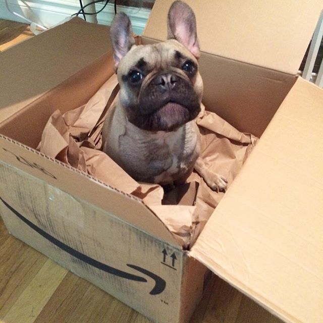 amazon's tweet photo. You caught us, @brettlewis! How about a dog in a box instead? https://t.co/w8UIWRtGVu
