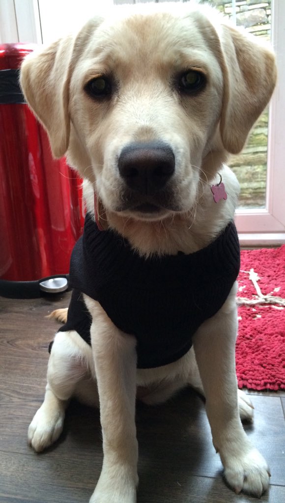 HEWinters's tweet photo. @PetsatHome this is Luna the 5month old Goldador ππΆ #VIPDec2015 https://t.co/lOLb96BPIT