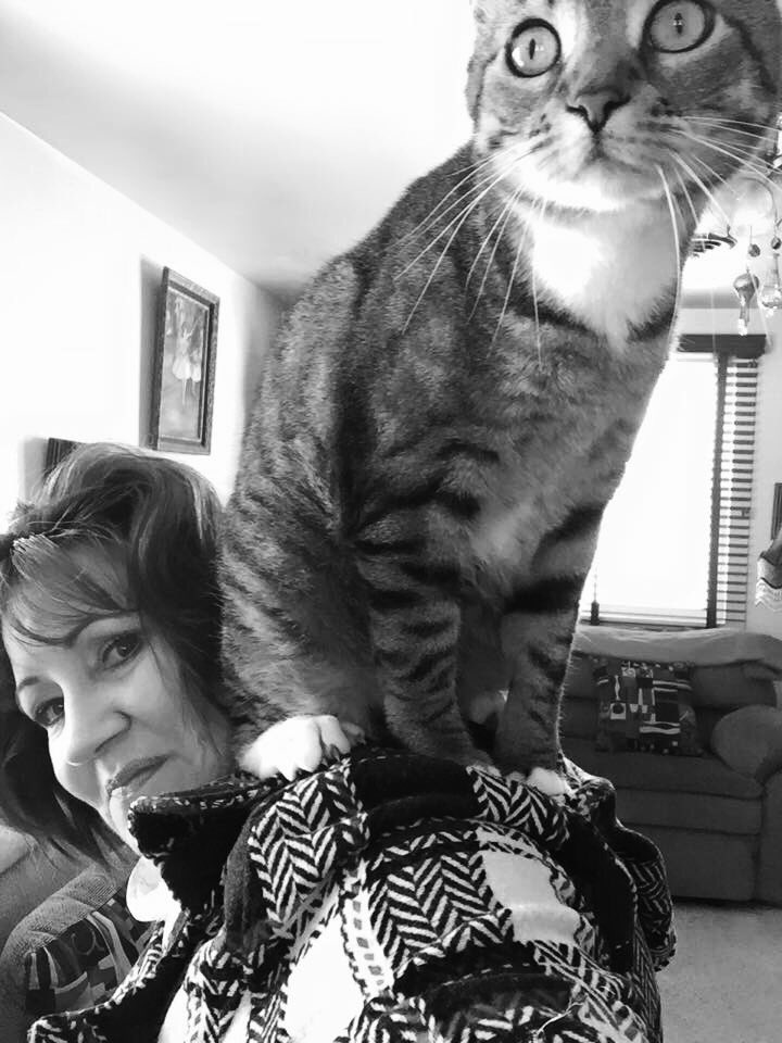 dora_ruby's tweet photo. @dandaman17361 #catonback https://t.co/srLY3rdcg7