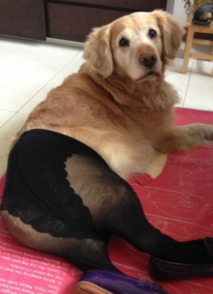 ミケ太郎 疲れてる時に 犬 パンスト で検索かけると元気になれる T Co G4dm0esina Twitter