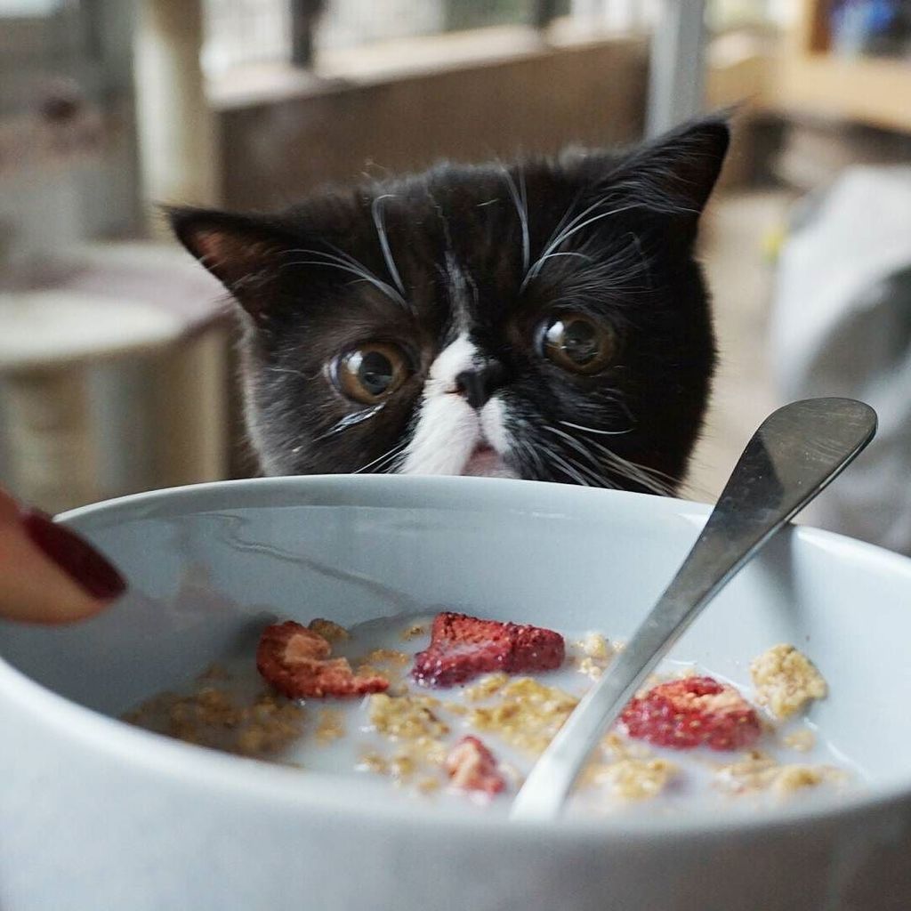 wafflerica's tweet photo. Breakfast with Egbert! #egbertcat #catsofinstagram #exoticshorthair #thatlookofdesperation https://t.co/GwUXD6GCYT https://t.co/VNN5CSfdZh