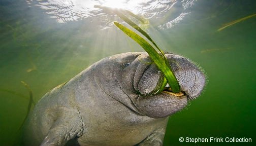 12 stunning photos that take you below the surface in Florida. ocean.ly/1RYhXYK via <a href="/NatGeoTravel/">Nat Geo Travel</a>