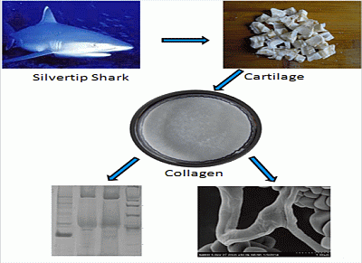 Marine_Drugs's tweet photo. https://t.co/uhuAdk8sNk
#TypeIICollagen #Gelatin #Shark #Antioxidant #MDPI #MarineDrugs #OA #openscience https://t.co/12E1ZiN2ac