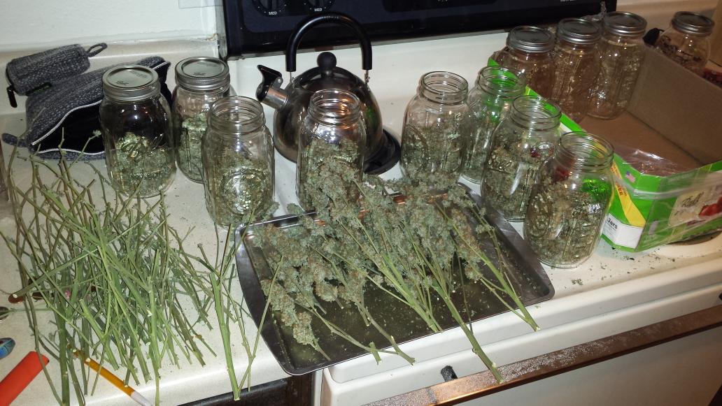TheKindLife420's tweet photo. Thursday Throwdown: black jack week 10 #aboutthiselifestyle https://t.co/5HuQp8z8a0