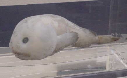 Yukioino きのう聞いた話 千葉の中央博物館では来年 深海魚展をやるらしい 息子に話したら行く と喜んでいたが 君はとりあえず目の前のアレをさっさと片づけようか 画像は平成18年開催の深海生物展で撮ったニュウドウカジカ T Co