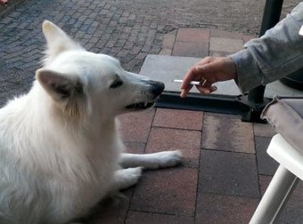fynenajavuwon's tweet photo. This Adorable Fluffy Pooch Should Start An Anti-Smoking Campaign
https://t.co/aCSeVr2K7O https://t.co/t4mFi7b6Xt