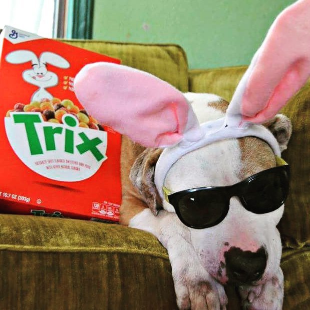 mypawsitivepet's tweet photo. Silly Shiner - Trix are for kids! 😄 #dogsofinstagram #instagramdogs #realtrixrabbit #trixa… https://t.co/sHk76dcUv3 https://t.co/A7DXe12yGq