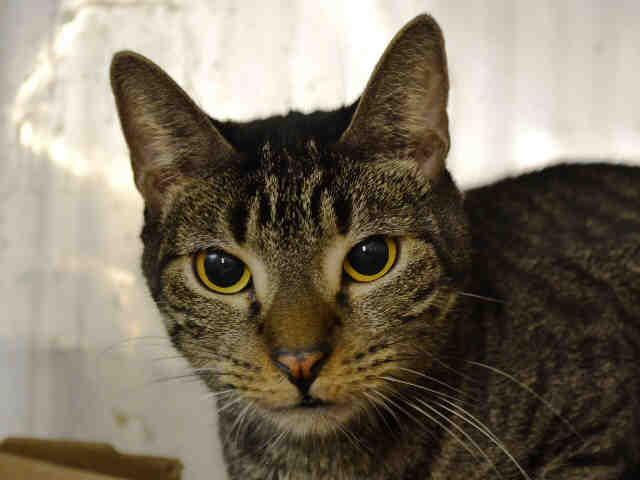 brendaoncats's tweet photo. BUCKAROO TWICE A SURVIVOR THANKS 2 #FDNY (from fire) &amp; THEN #HVARS (from #NYC ACC DEATH)! https://t.co/ymFJal2GV5  https://t.co/rWY29t5qfP