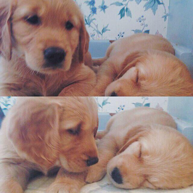josh_brit's tweet photo. @pacopaquidermo Bodoque de mi vida, por favor cuídate mucho. Te amo y necesito *lo cuida toda la noche* https://t.co/Mv2BFoLMnX