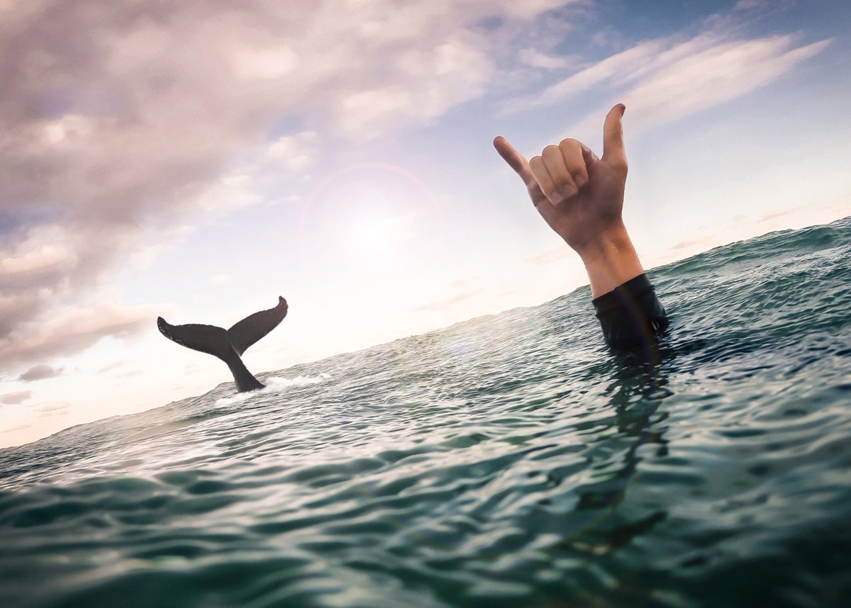 Australia's tweet photo. Synchronised shakas at Byron Bay! Absolutely perfect timing led to this amazing @GoProANZ shot (via IG/kylextaylor) https://t.co/ftuTMUKLmu