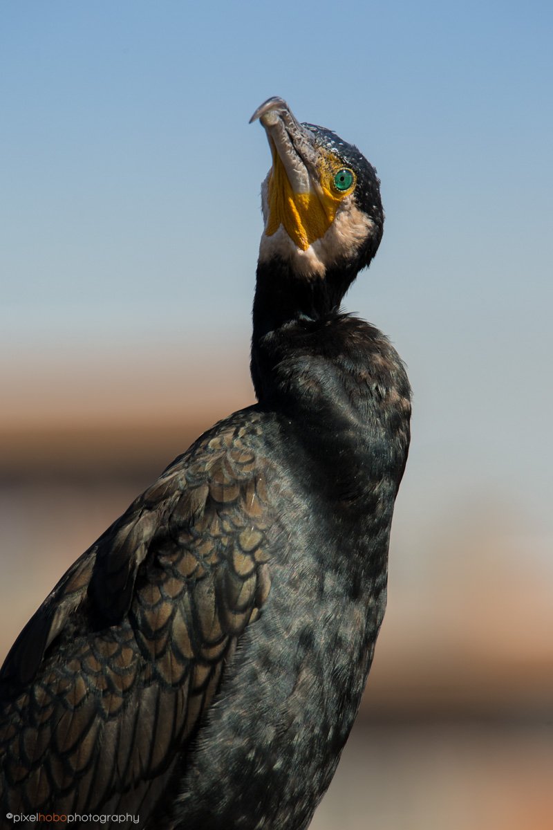 Todd2BFrank's tweet photo. #NatureInADay seemed like a real case of #UrbanBirding this morning. Got a dose of stink eye from this dude... https://t.co/EtJ2EOqooP