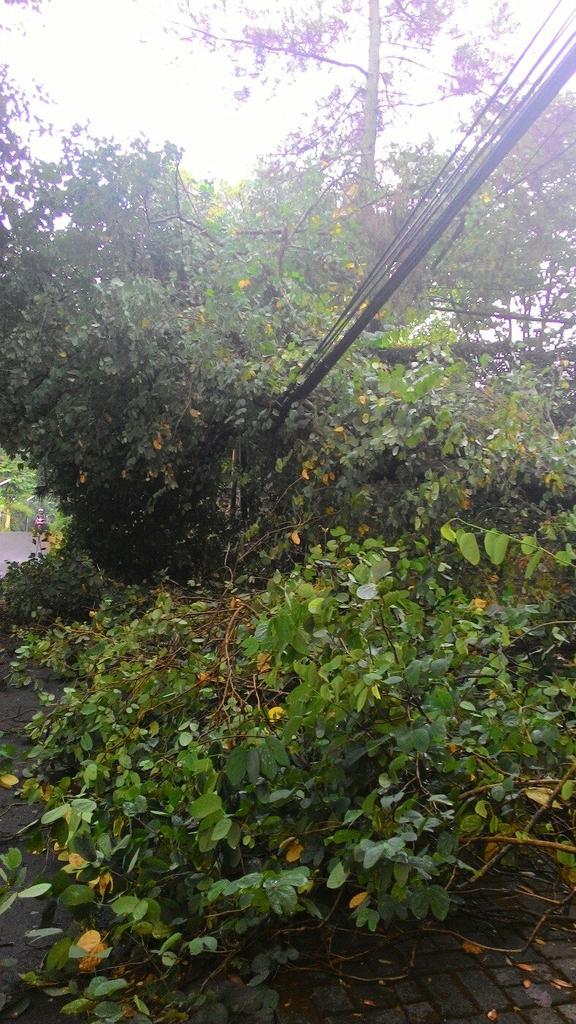 sekitarbandung_'s tweet photo. #WartaBDG via @diskamtam: siap unit piket meluncur kelokasi RT @MuhammadIbnoe: pohon besar di jl. neglasari roboh https://t.co/4dtlQnR6ck