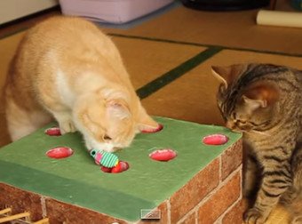 Kitty Whack-A-Mole: The Next Adorable Craft You'll Want To Make For Your Cat
twnewsjp.com/page.php?id=919