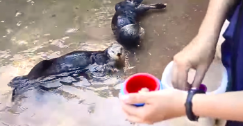 MwanawaCello's tweet photo. It Looks Like A Normal Feeding, Until The Otter Proves How Smart They Really Are!
https://t.co/oJ7nvZ6L6w https://t.co/R5D8hubgJz