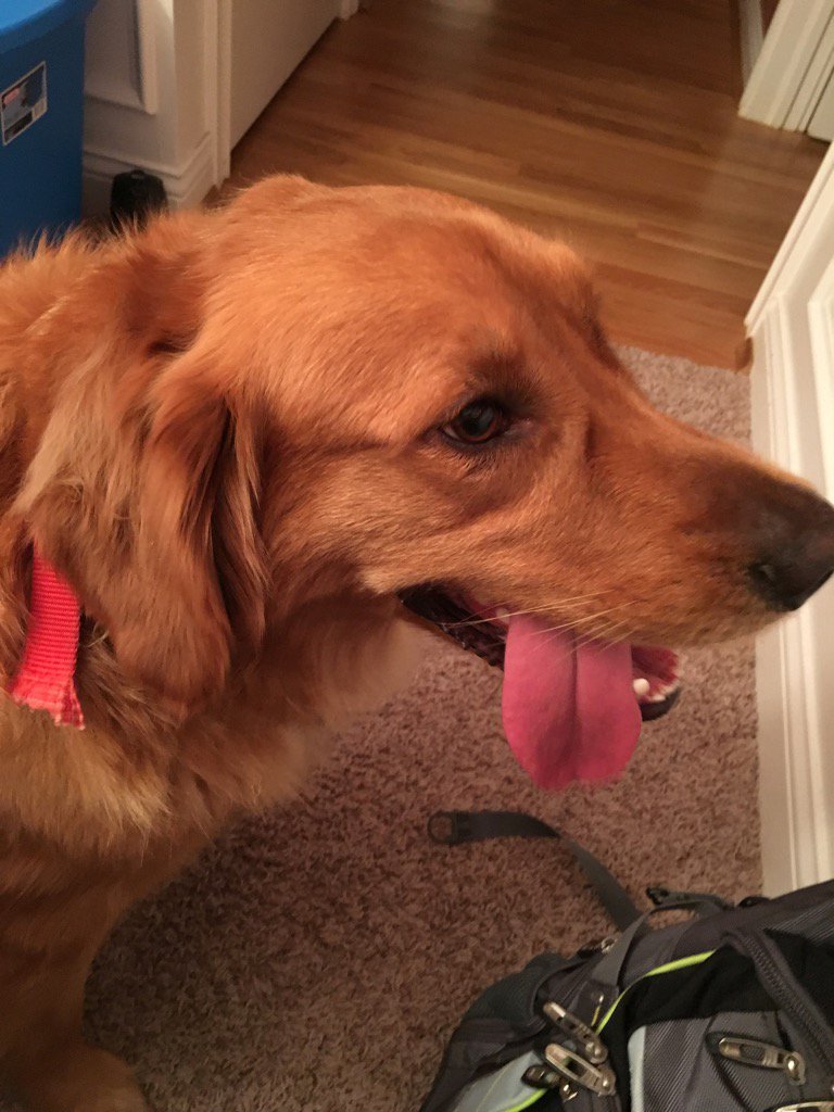 HaleyTheGolden's tweet photo. Remember a tired doggy is a good doggy https://t.co/vDFirm2fQ1