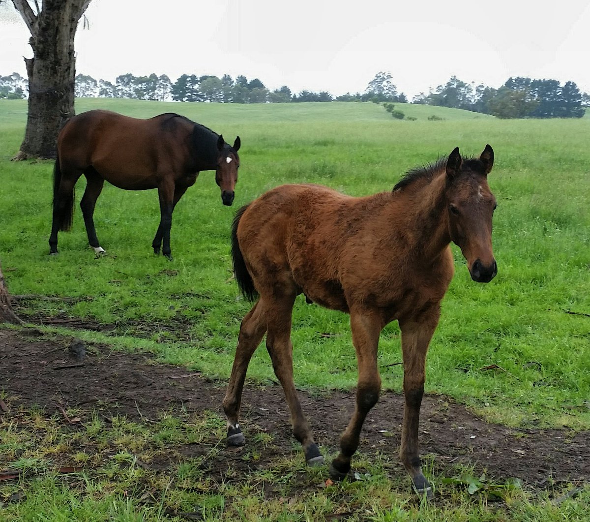 MirandaPark888's tweet photo. God's Own mare Thunder Rain and her big strong Magic Albert colt @redinkracing @yarramanpark @OTIRacing @dycers https://t.co/xGLxH7IDSt