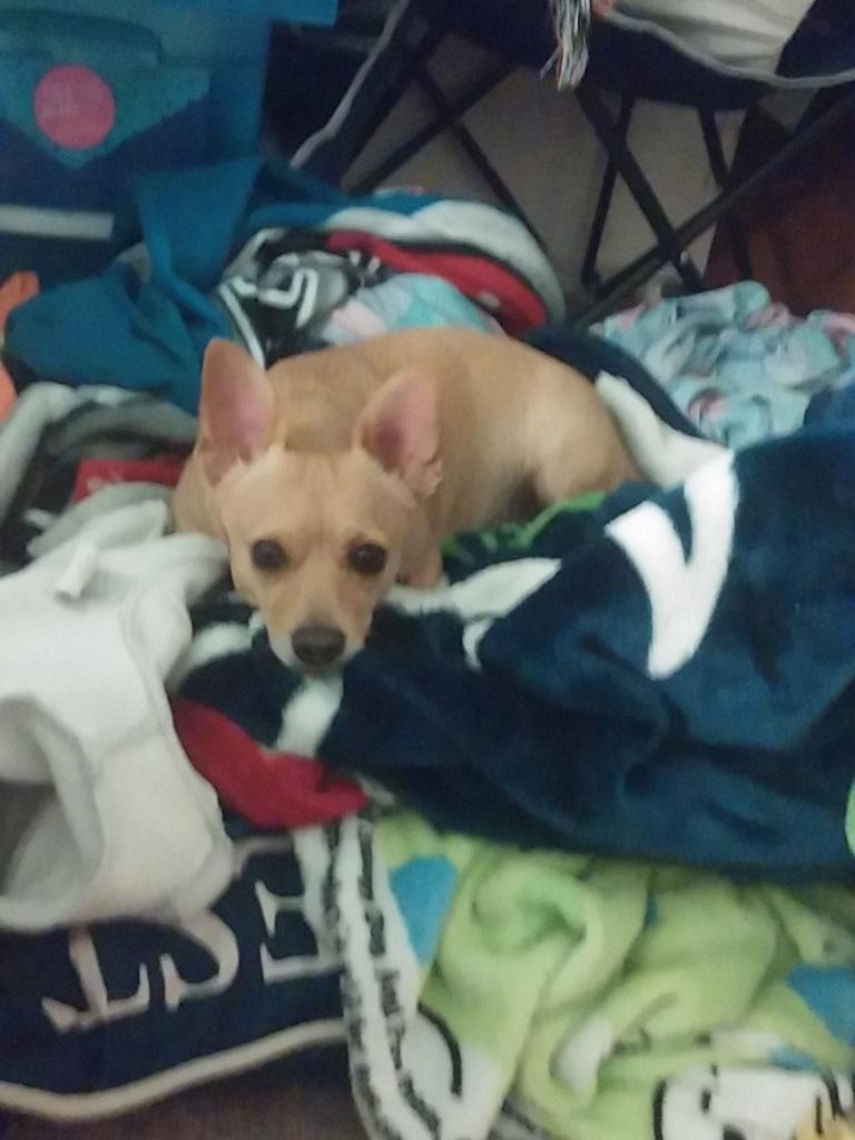 RachelReviews15's tweet photo. This little guy right here has a big goofy heart. Love him so much❤ #dogsoftwitter https://t.co/HqkiaYtw5R