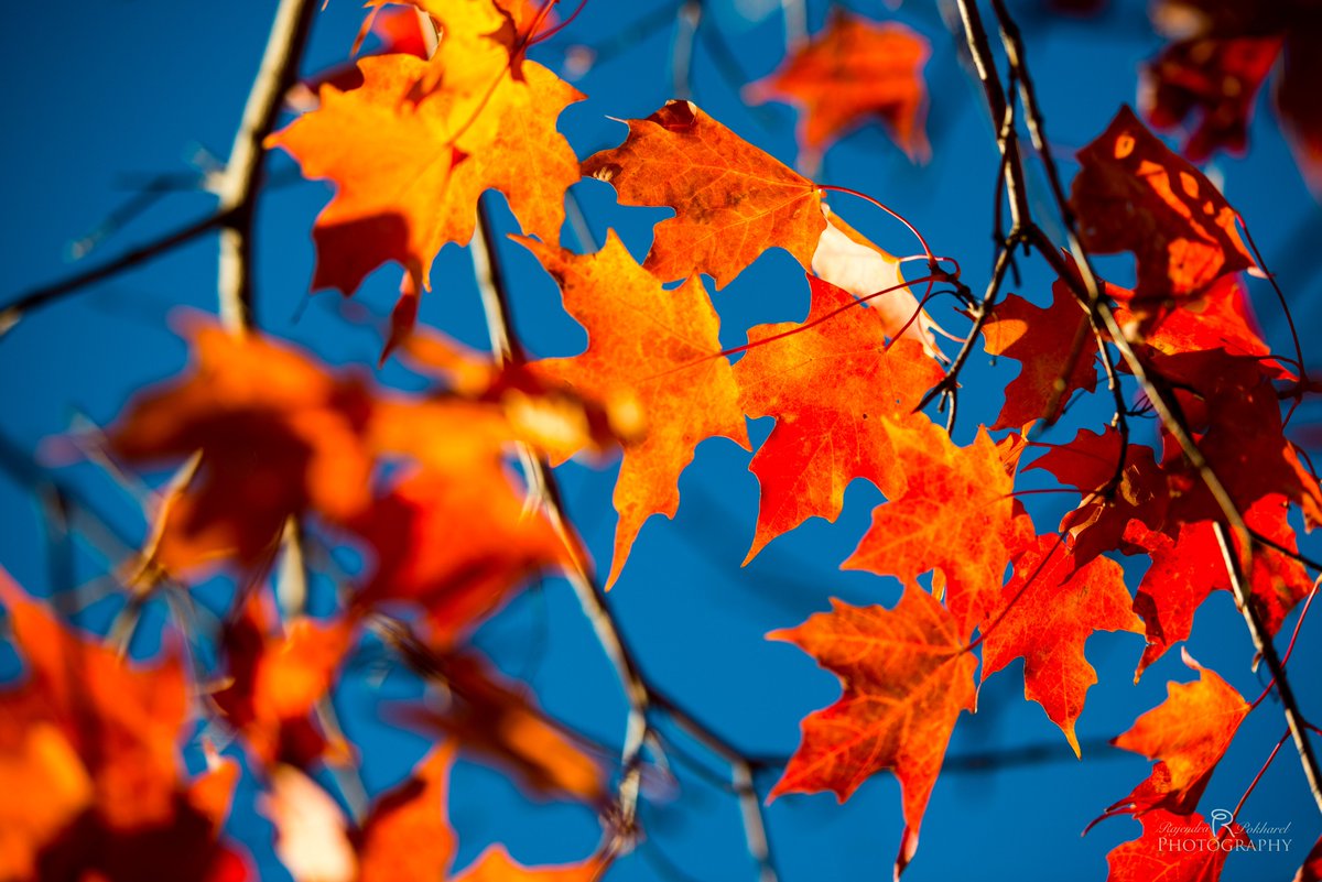 Rajendra Pokharel tweet media