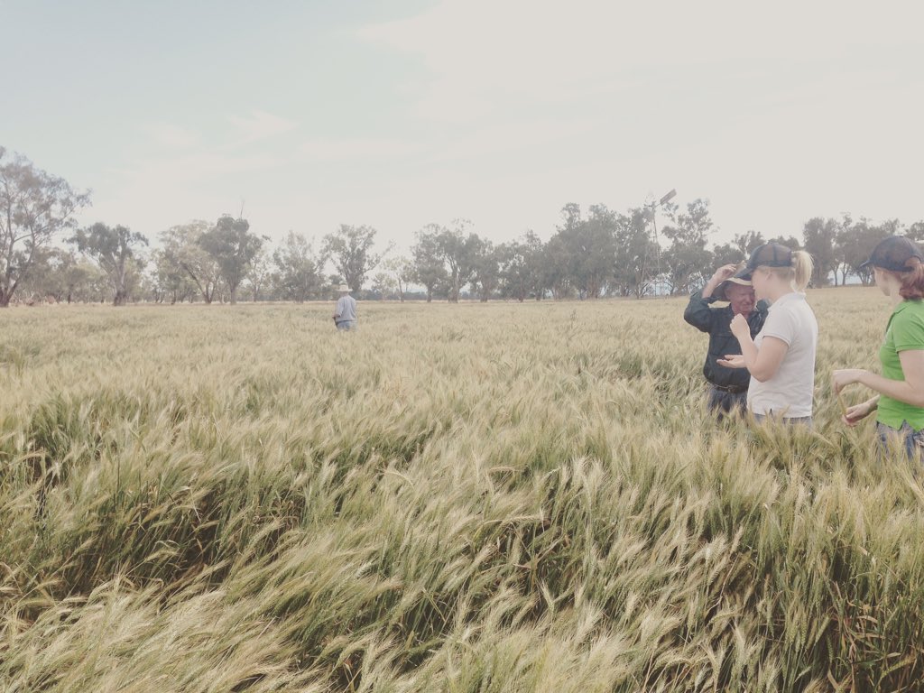 ONUS_Agronomy's tweet image. Crops laying down on the job at the wheat comp #paddockpride