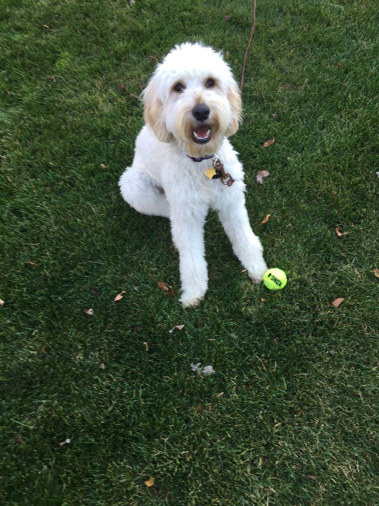 flyeredup's tweet photo. Obsessed dog owner! https://t.co/R1C5NHi8KZ
