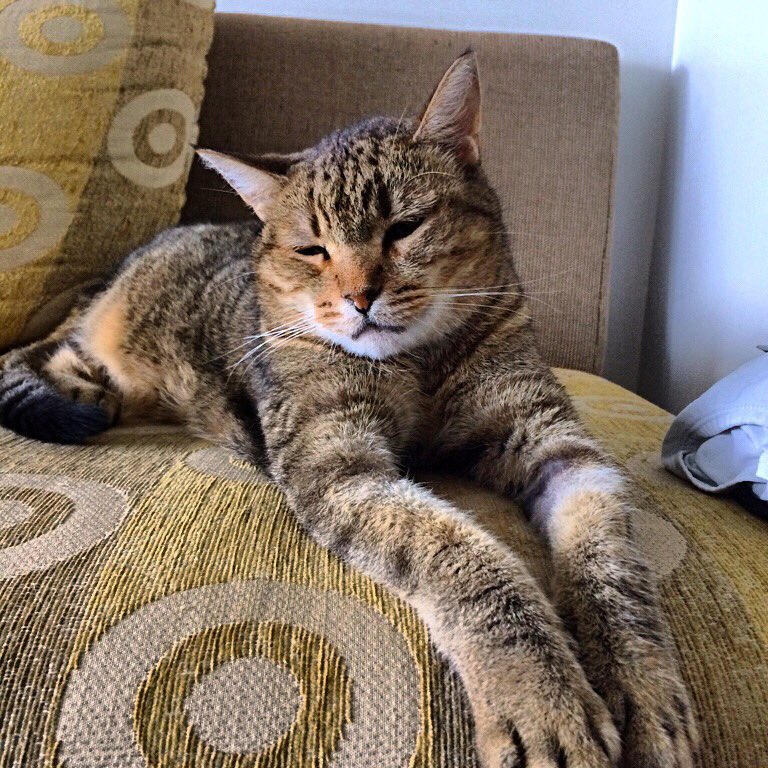 TarnyPerkins's tweet photo. Sleepy #oskithecat oskii https://t.co/KFNJI5UsX9