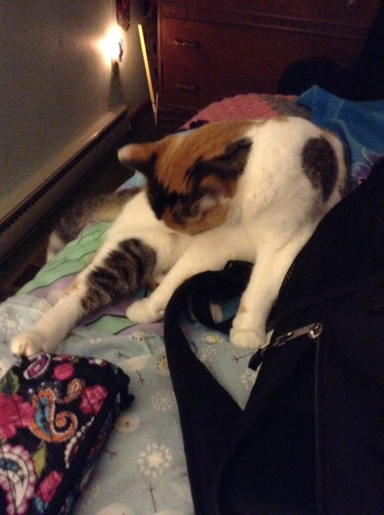 k8tnix's tweet photo. Hillary Clinton makes me want to lick my butt #cats4bernie #pets4bernie #FeelTheBern #Bernie2016 #BernieSanders https://t.co/o47tRO4bjp