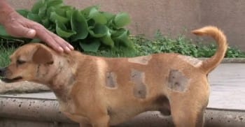 dylimaniveze's tweet photo. German Shepherd Saves Chihuahua Friend From Deadly Coyote Attack
https://t.co/sQd26RW8Tg https://t.co/mfMtPGUq9G