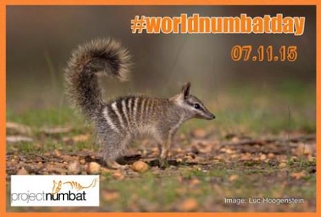Tomorrow is #worldnumbatday This unique endangered marsupial is the WA faunal emblem, and the logo for #IMC12