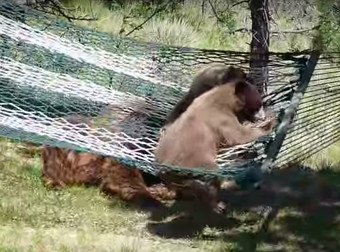 This Is The Story Of 3 Little Bears...Who Love To Play On The Hammock They Found
twnewsjp.com/page.php?id=16…