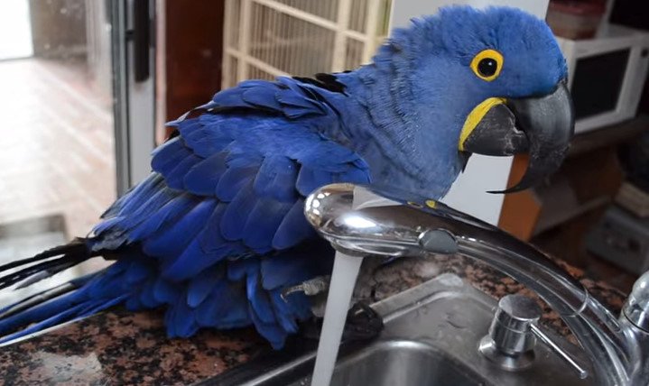 sebuvijejazapi's tweet photo. This Bird Has The Most AMAZING Reaction To Bath Time… I’m Cracking Up!
https://t.co/nAMnSWCumg https://t.co/EB2xdiCkOp