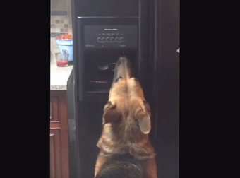 FMoakson's tweet image. A Smarty-Pants German Shepherd Taught Himself A Handy New Trick
twnewsjp.com/page.php?id=13…