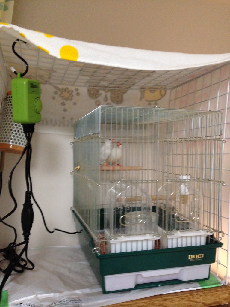 ゆり 文鳥ちゃん達の寒さ対策ほぼ完成 ﾉ とりあえず四方をプラ板で囲って水浴びの水飛び散り対策 本格的に寒くなってきたらさらにビニールで覆って温室みたいにする予定 O O 室温は度以上あるのでヒーターは非稼働です T Co Twgnsnctkg