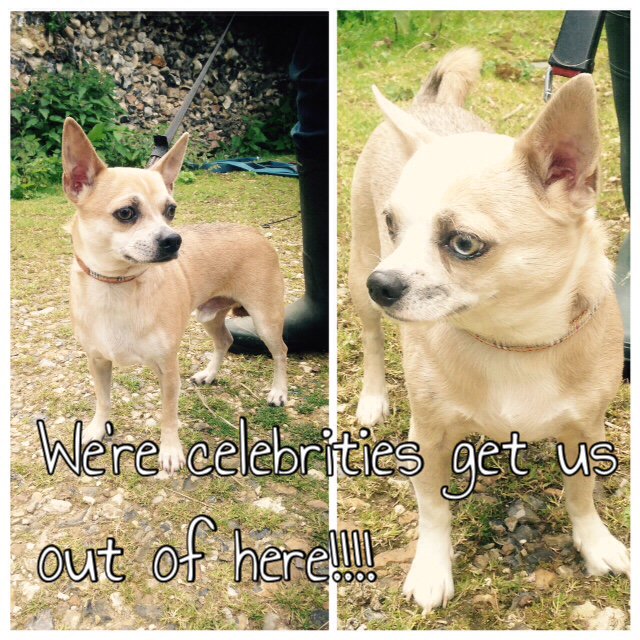 ARCcharity's tweet photo. Run up to I'm a Celeb 2015. Here's our own version of Ant &amp; Dec looking for their forever home. #ImACeleb #antanddec https://t.co/kZk7iWClkg