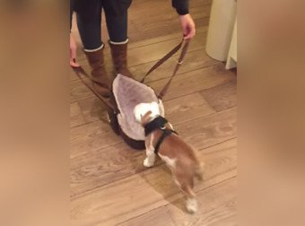 MMacturlough's tweet photo. Instead Of Going On A Walk Like Most Dogs, This Tiny Bulldog Does The Cutest Thing
https://t.co/rgN11XtN4F https://t.co/5mVx8NikmV