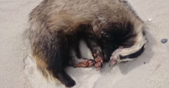 DelguaMichalina's tweet photo. Animal Shelter Caring For Badger Who Allegedly Got Drunk From Seven Stolen Beers
https://t.co/YJQ2Nimgo6 https://t.co/XYfXiFpM6U