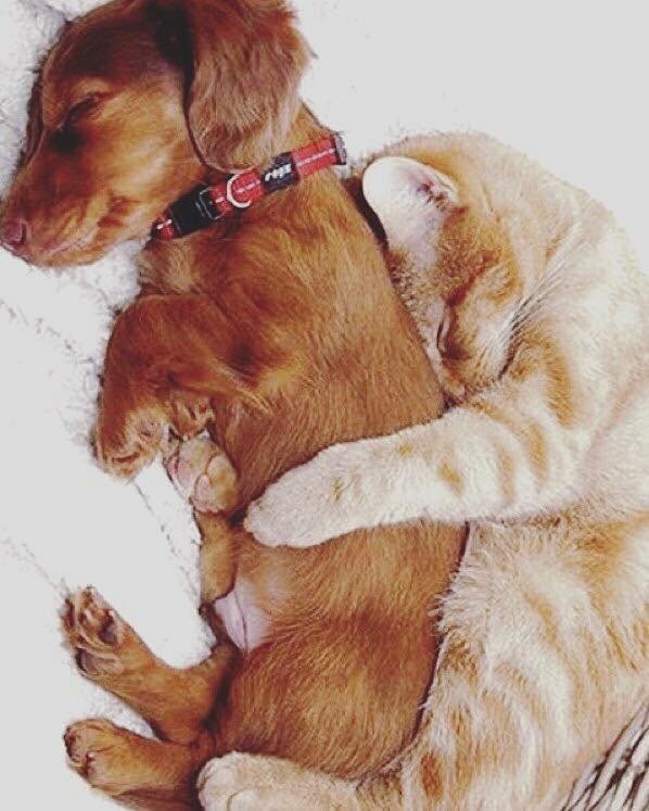 It's officially cuddle season! DL cuddlebids.com to get your #CuddleOn #puppy #kitty #single #goals #tbt ‼️