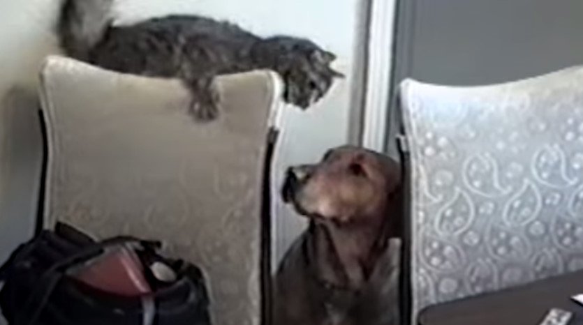 You Won’t Believe What They Caught The Cat Doing On Hidden Camera!
twnewsjp.com/page.php?id=221