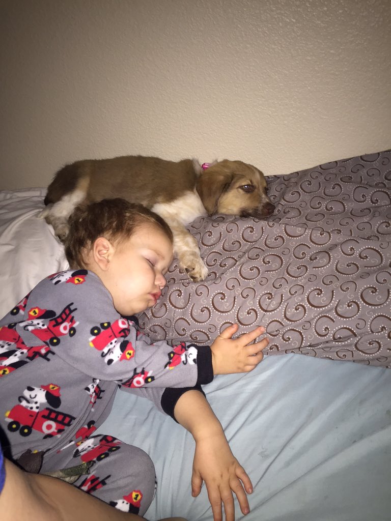 LadyWindoo's tweet photo. New pup likes to be up close and personal. Toddler doesn't help #CarWindoo #puppylove #lookslikehisdad @MitchWindoo https://t.co/sVEXsiEkZP