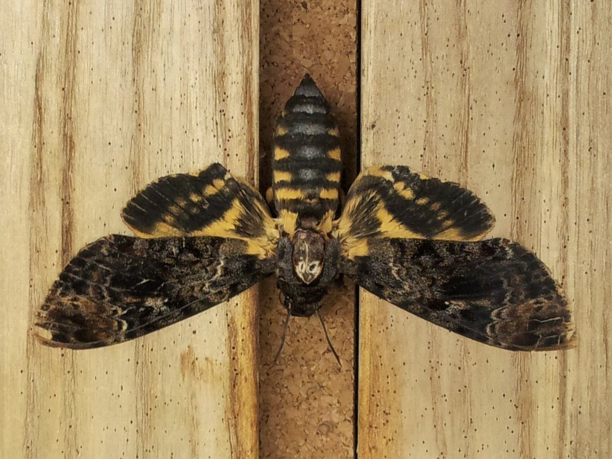 イタリア産 ドクロガ 123mm(翅) 釧路で初めて発見されたドクロ模様の蛾