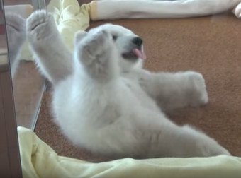 fynenajavuwon's tweet photo. This Baby Polar Bear Is All Of Us Struggling To Find A Comfy Spot In Bed
https://t.co/2vdzcHztzN https://t.co/8ZYzoRxRJZ