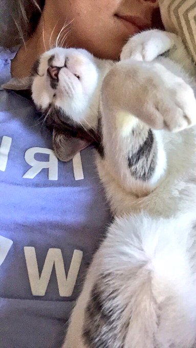 Named my princess, Doja after one of my favorite artists @DojaCat 💕✨🐈 https://t.co/U3PMGL19Qq<a href="/tag/pax"class="tags"><span>#pax</span></a>