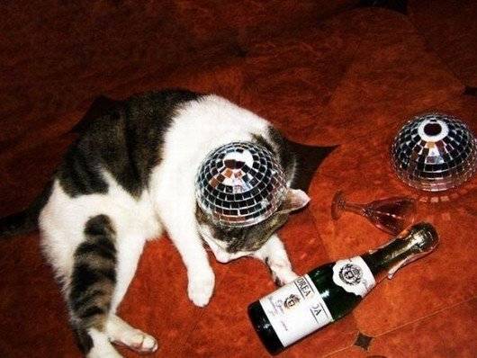 MwanawaCello's tweet photo. These Party Animals Had A Little Too Much Fun On New Year's Eve
https://t.co/yF4lECYT46 https://t.co/xMwrmMVTb9
