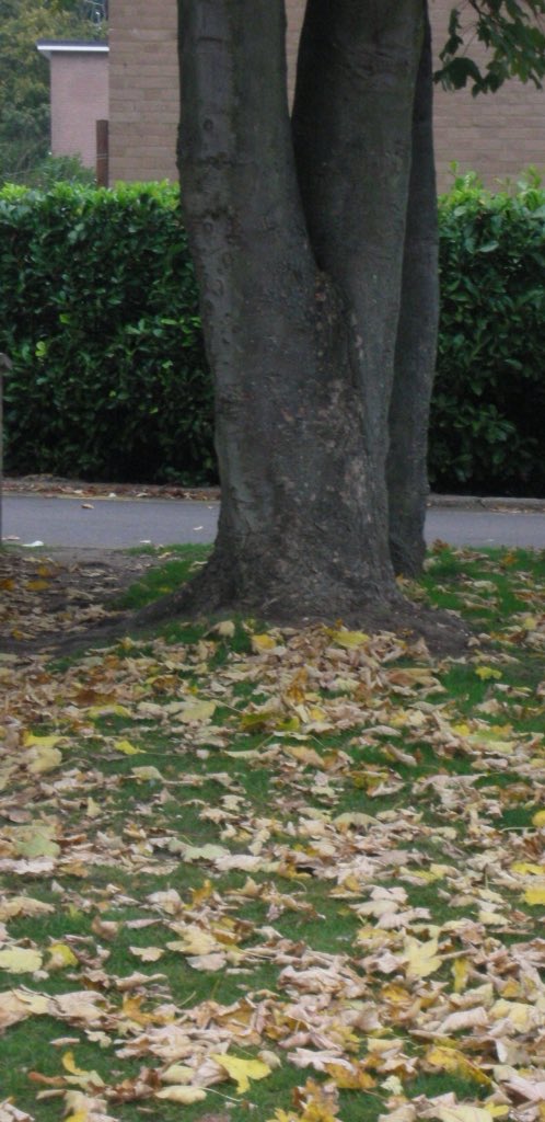 LoveEire4eva's tweet photo. @DennisUK #treesfortrees https://t.co/gZx9IVotYl