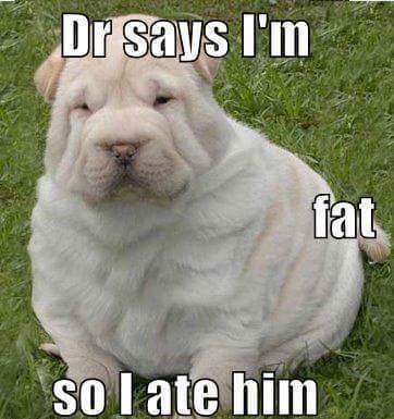 EllaBellaLeite's tweet photo. #PuppyDog #FridayFunny #FitnessMuch I Think Not #BantingWhat @DrMarkLeite @MickyCost @ChangeAgentSA @VelenePeters https://t.co/ett7o0SkvW
