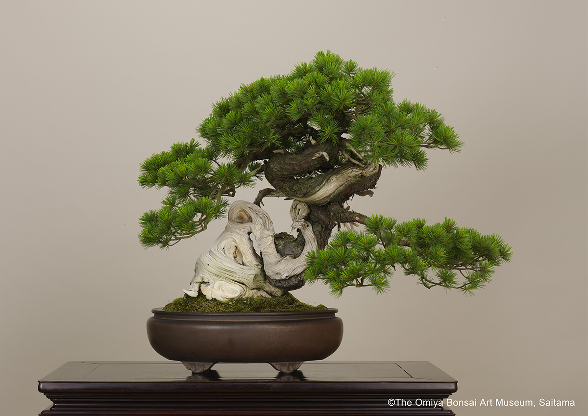 japan on Twitter "Japan's bonsai, Japanese Five Needle Pine"Uzushio" (Swirling Current) https