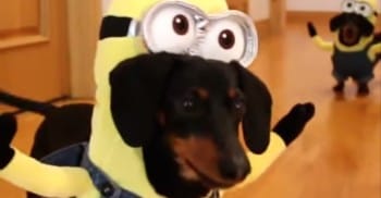 sebuvijejazapi's tweet photo. These Dogs Think They Are Minions
https://t.co/E73OUPmDak https://t.co/Db5m9o35AE